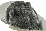 Bargain, Hollardops Trilobite Fossil - Ofaten, Morocco #287353-4